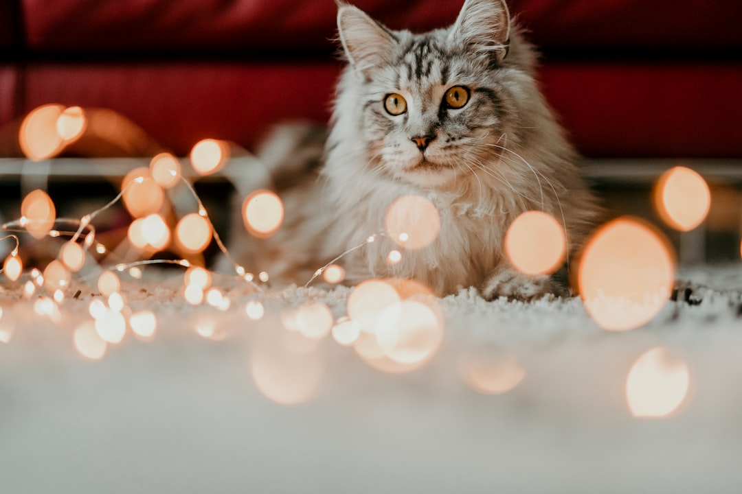 Rescuing Maine Coon Cats: Finding Forever Homes