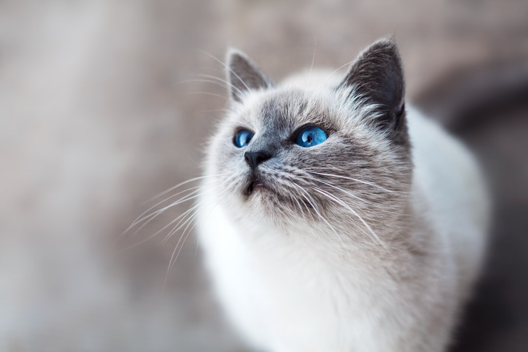The Sweet Secret Life of Candy Cat
