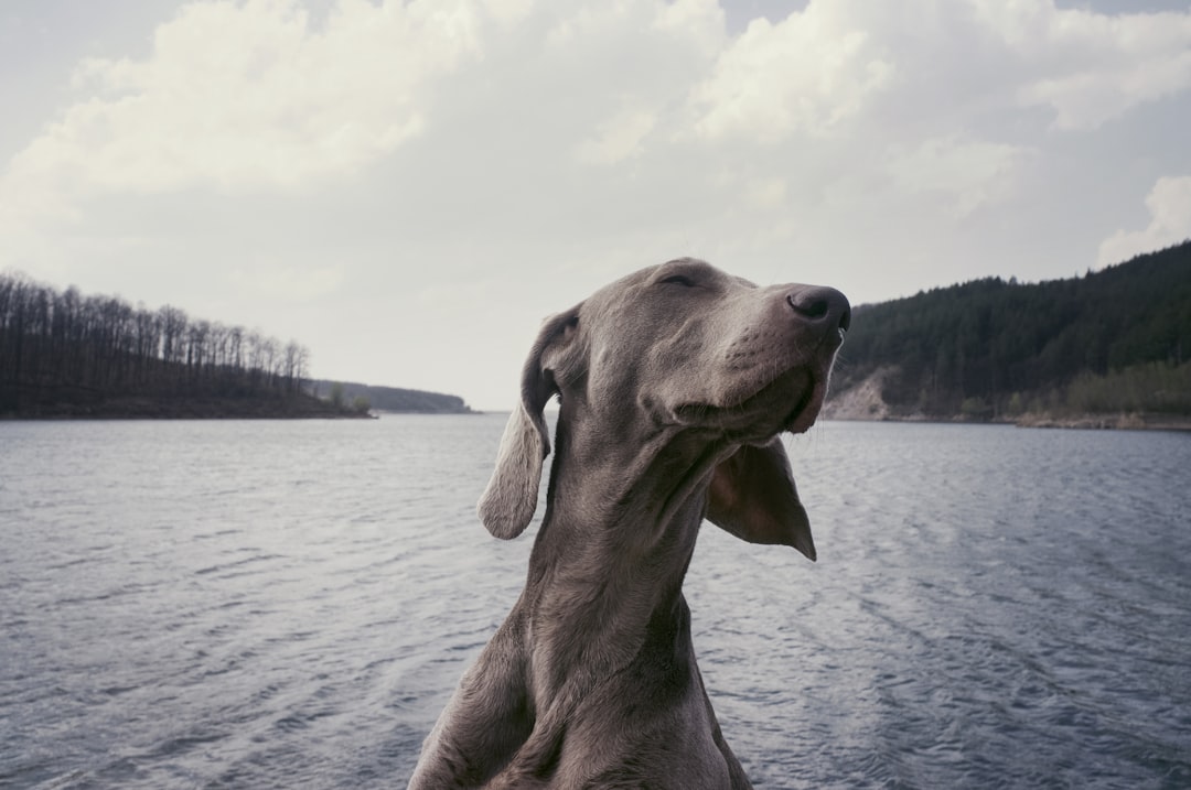 Improving Joint Health in Dogs with Antinol